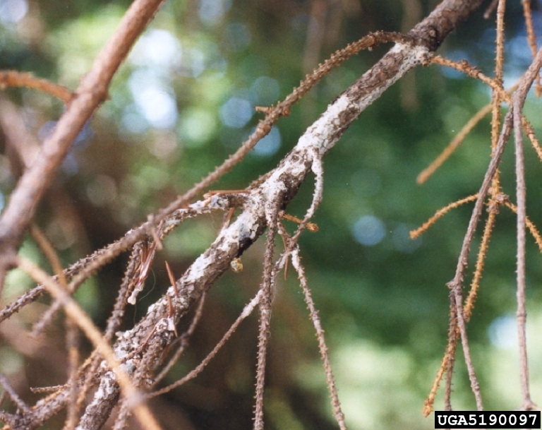 Cankers caused by Cytospora