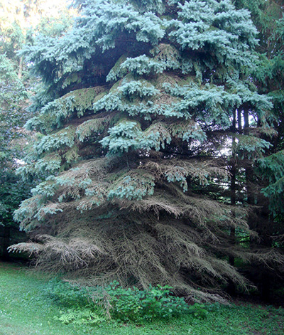 Blue Spruce, Forestry, Extension