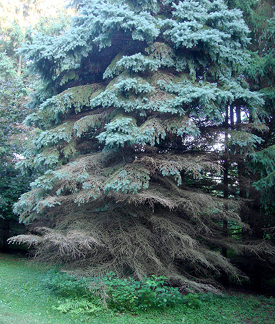 Grow a Dwarf Colorado Blue Spruce for Evergreen Beauty - Birds and Blooms