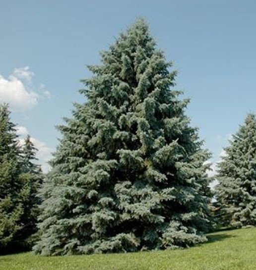 How to Make your Blue Spruce Bluer! - Laidback Gardener