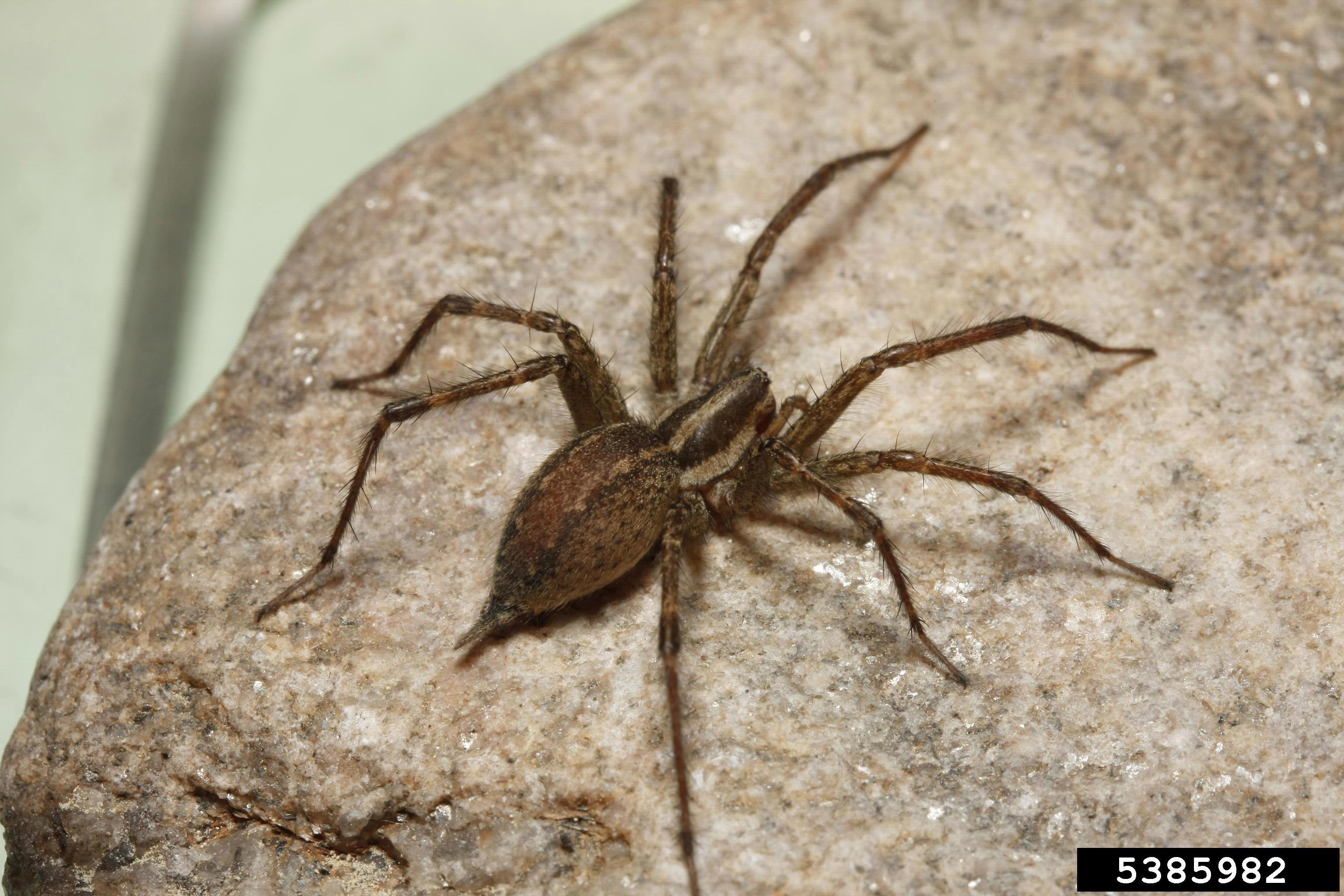 Don T Panic Over Brown Recluse Spiders In Michigan Landscaping
