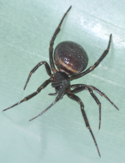 Muskegon woman hospitalized after brown recluse spider bite