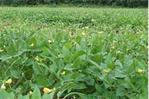 Field with crops