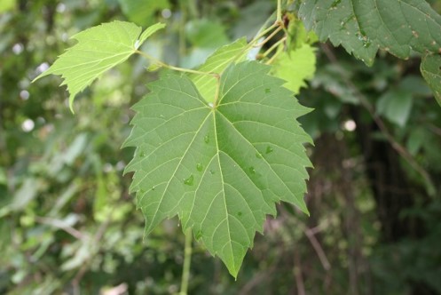 Poison Ivy in Michigan – Toxicodendron radicans and rybergii - Plant ...