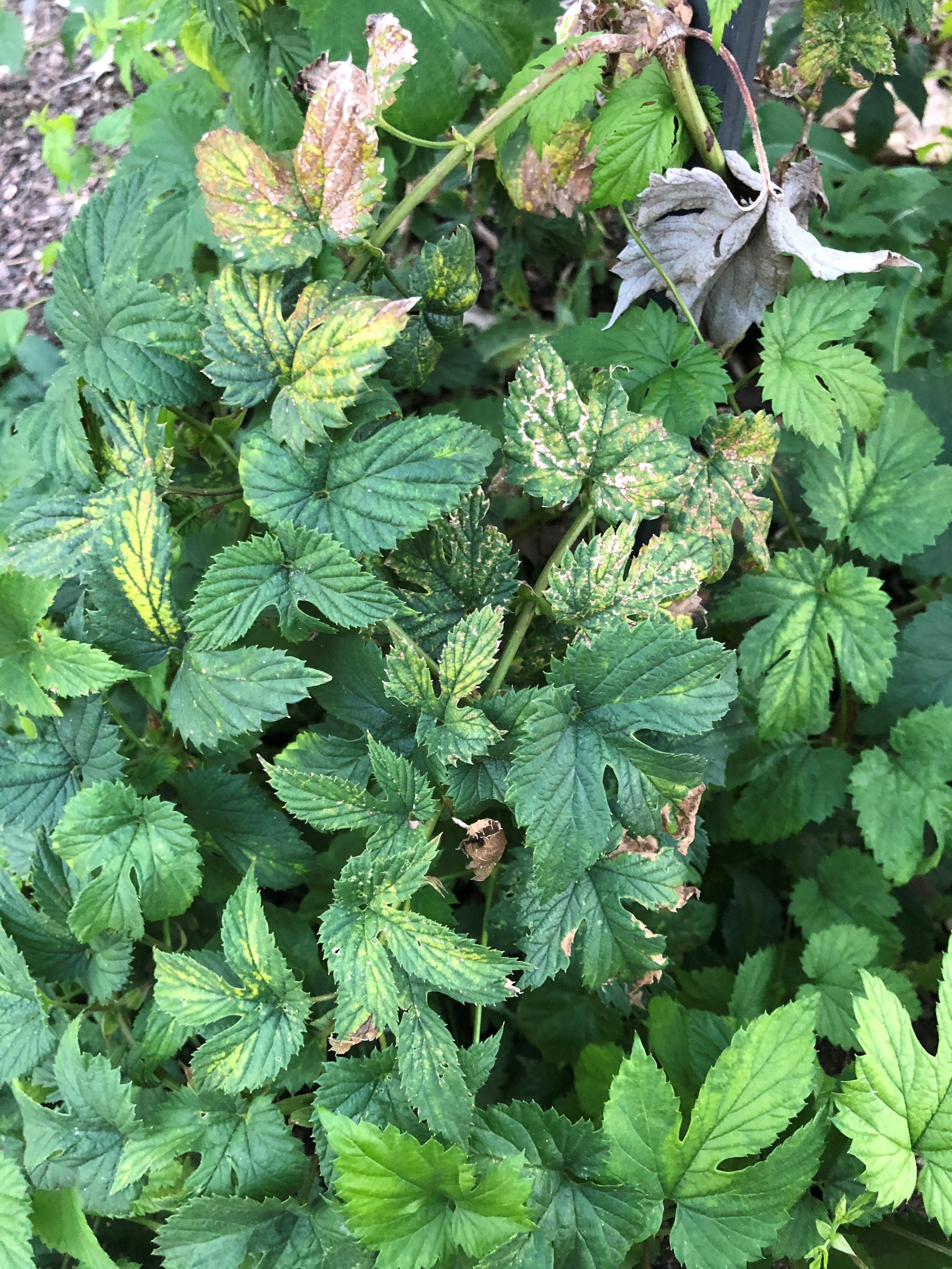 hop vine leaves