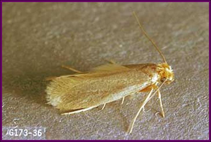 Webbing Clothes Moths  Pest Information & Prevention Tips