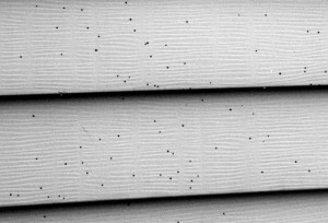 Artillery fungus on siding