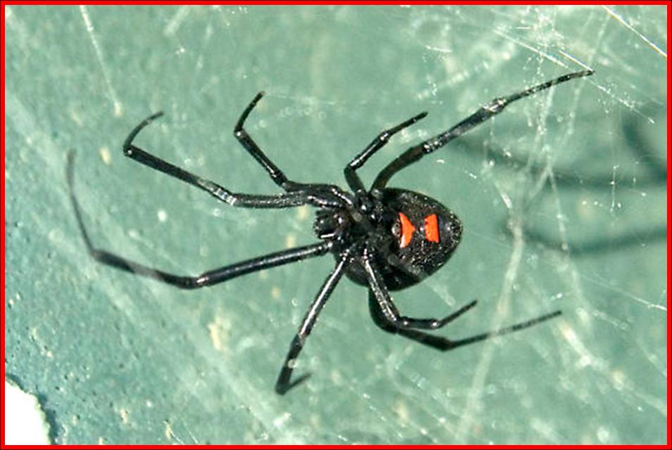 red widow spider pictures
