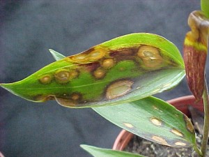 botrytis blight hydrangea