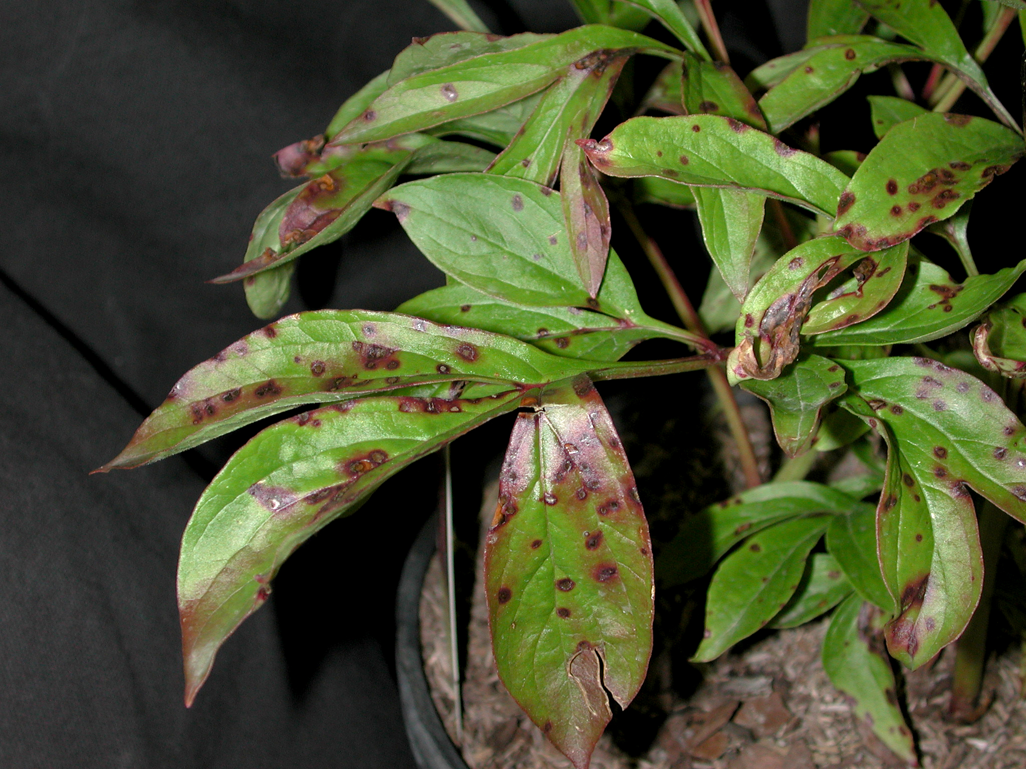 Why Are My Peony Buds Turning Black At Dale Oswald Blog