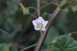 Common mallow flower