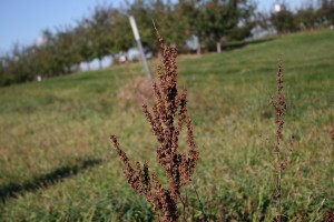 Curly dock seedhead