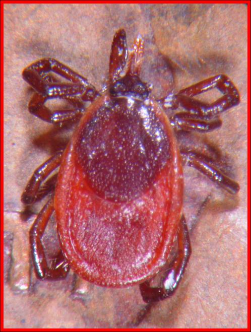 Deer Tick Or Black Legged Tick Plant And Pest Diagnostics