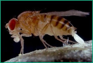 Fruit Fly Ovipositing