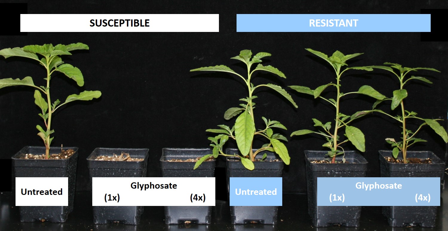 Glyphosate-resistant common waterhemp in Michigan