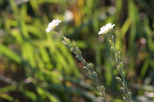 Hoary alyssum seed pod