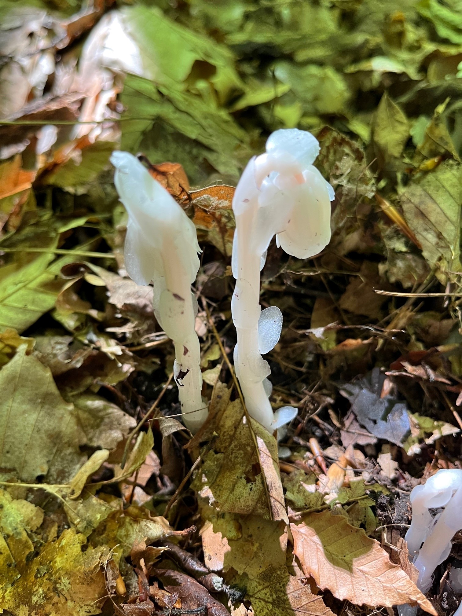 Indian Pipes, Ghost Plant - Monotropa uniflora - Plant & Pest Diagnostics