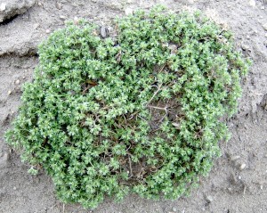 Knawel plant