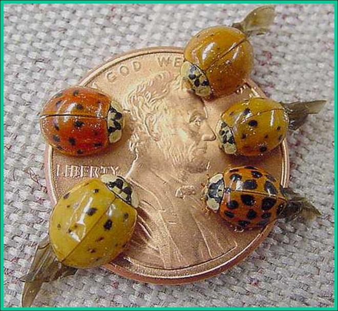 color are poisonous ladybugs