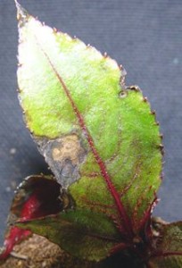 botrytis blight of impatiens