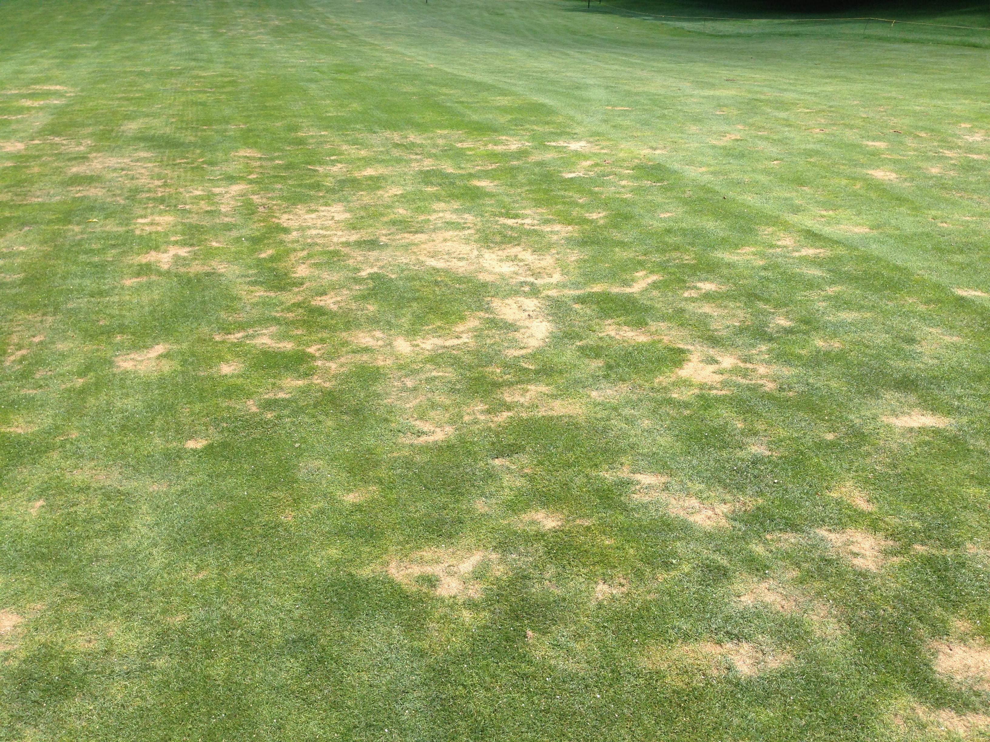 Signs of Nematode Damage and How to Keep your Plants and Turf Protecte