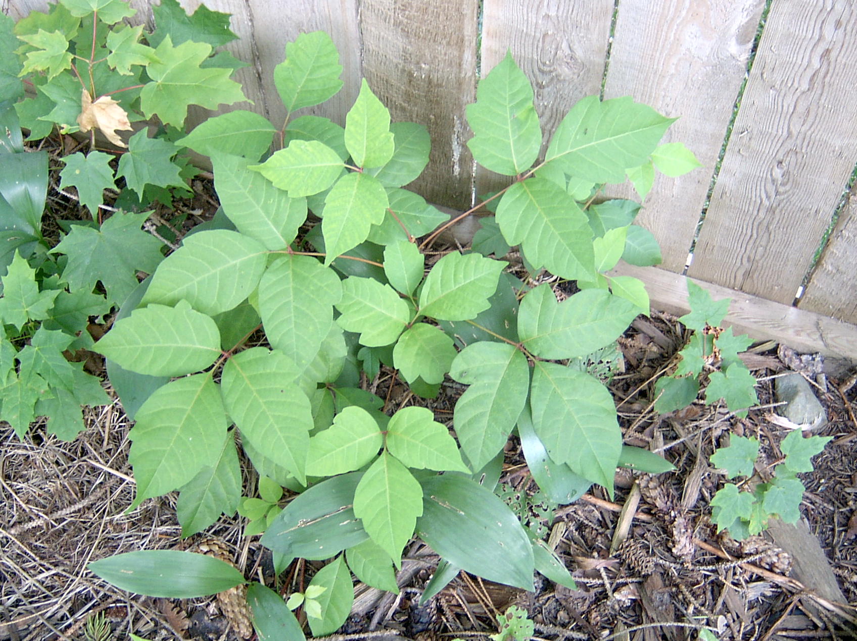 Poison ivy – Toxicodendron radicans and rybergii - Plant & Pest Diagnostics