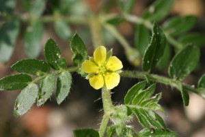 Puncturevine flower