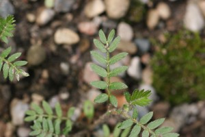 Puncturevine leaf