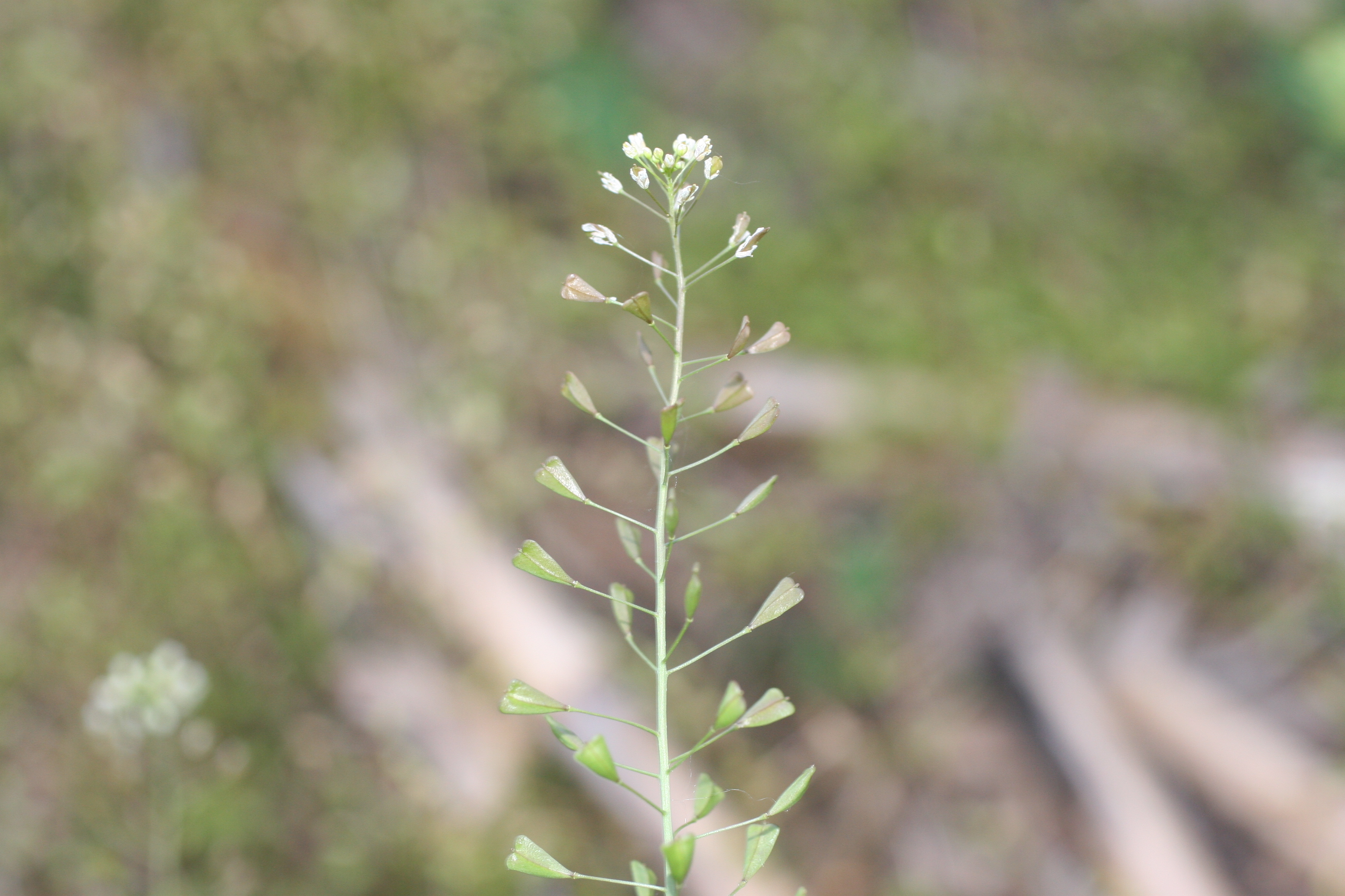 Common spring weed pops up in early spring in sunny habitats | Hilton Head  Island Packet