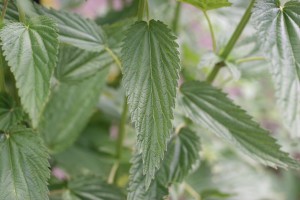 Stinging nettle (Urtica dioica) Flower, Leaf, Care, Uses - PictureThis
