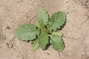 Wild mustard rosette