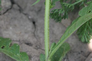 Wild mustard stem