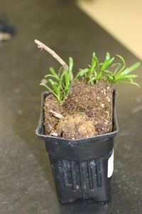 Yarrow infected with crown gall