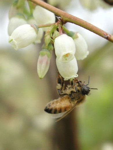 Miel de Abejas Pura - Berry Bloom Traída directamente del apiario.