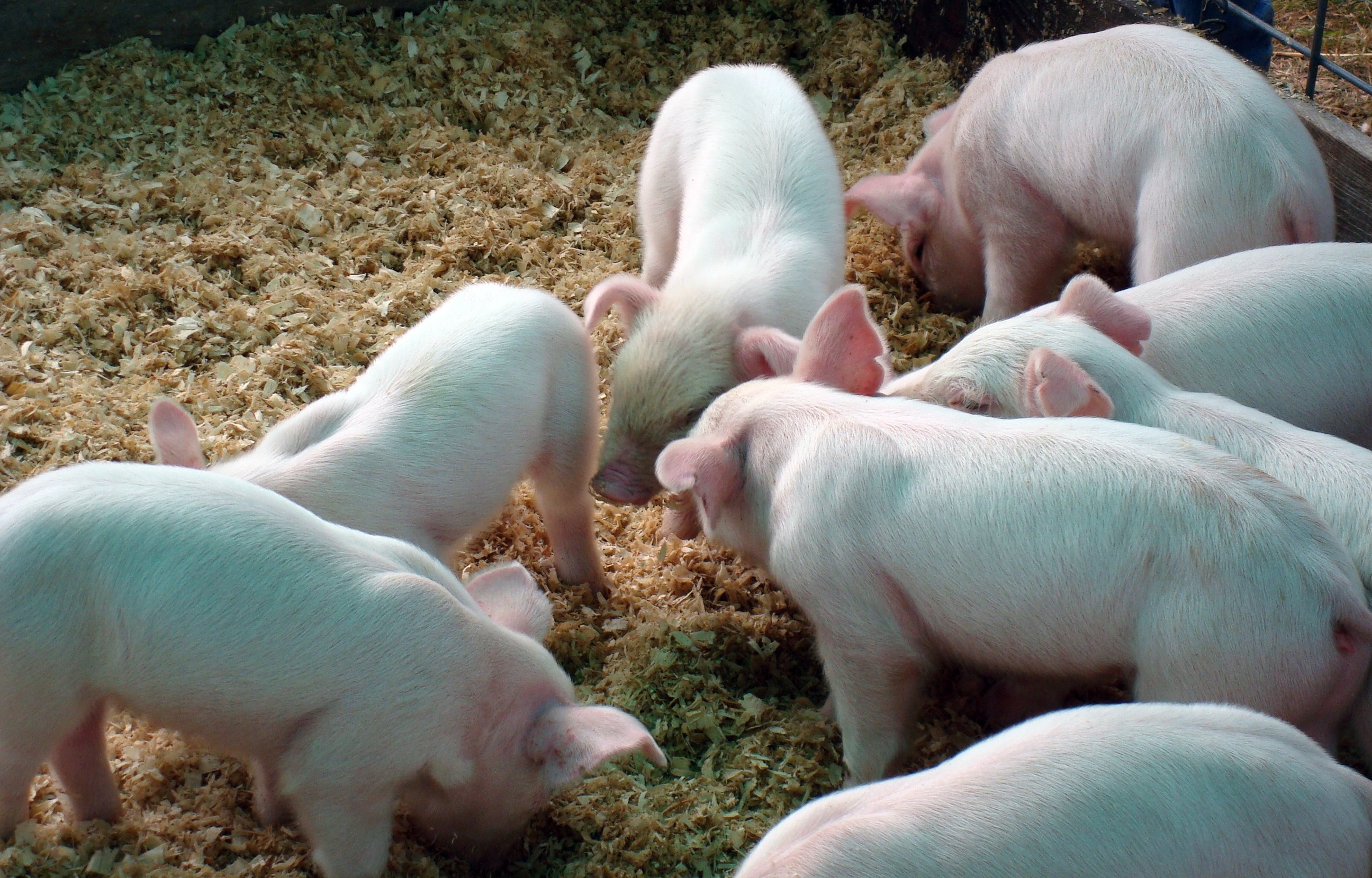 What To Know About Official Identification For Exhibition Swine In 2021 ...