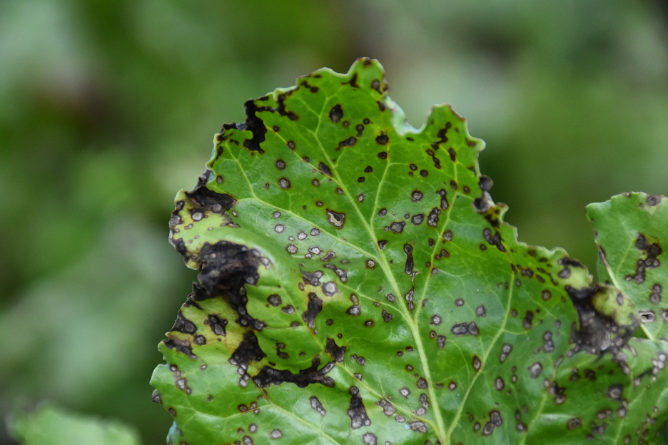 Close up of sugar beat leaf with black spots