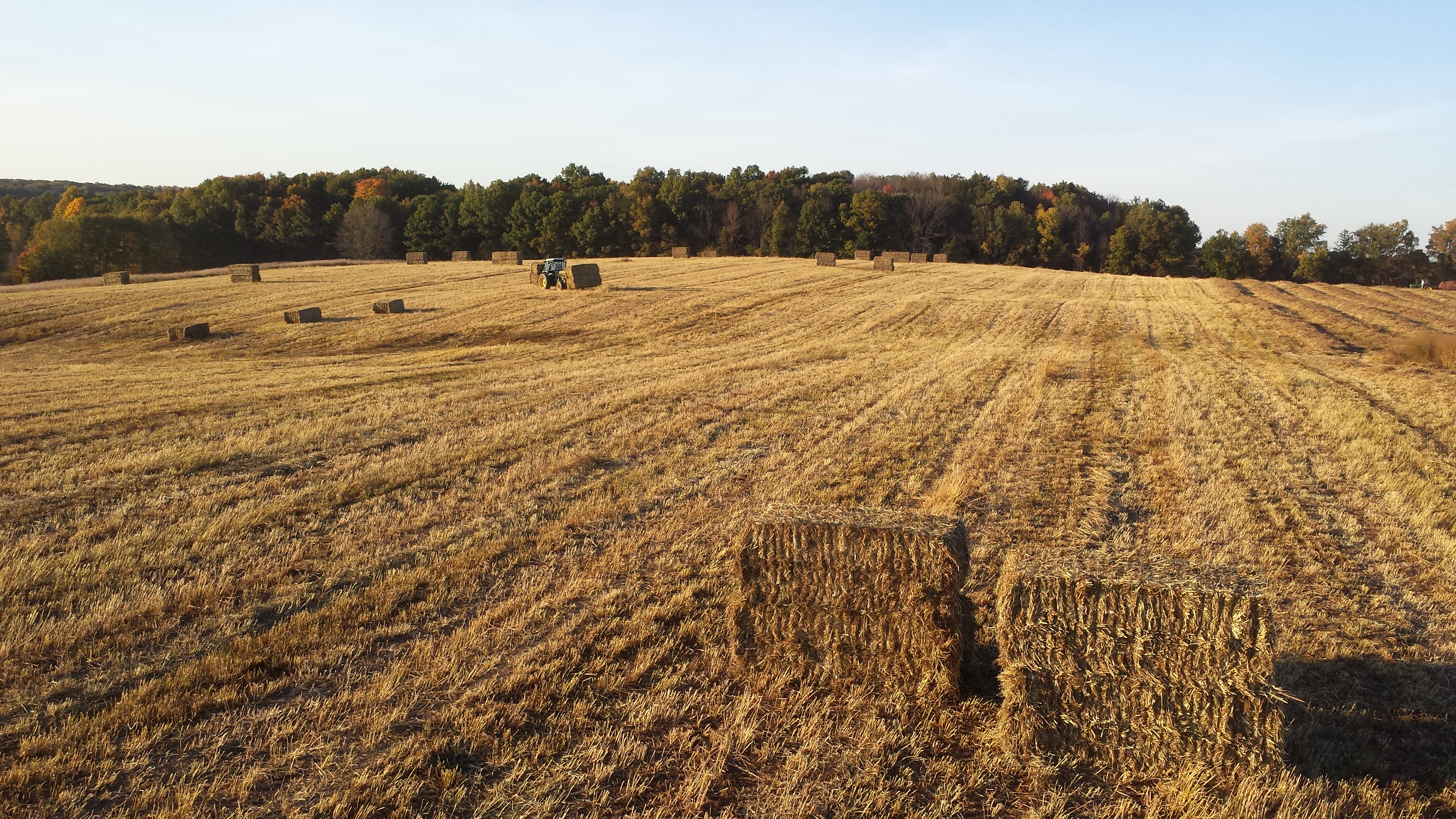 Bales of switchgrass, a cellulosic biofuel crop being studied as part of the GLBRC / KBS LTER biofuels research program, on the Marshall Farm in early September; Photo Credit: D. Pennington, Michigan State University Extension