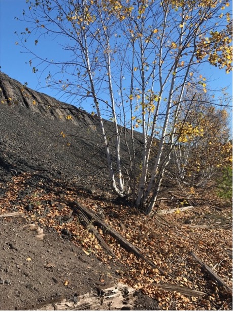 Paper birch tree growing in mine waste on the shore of Lake Superior.