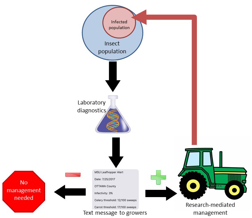 Aster Leafhopper Testing diagram