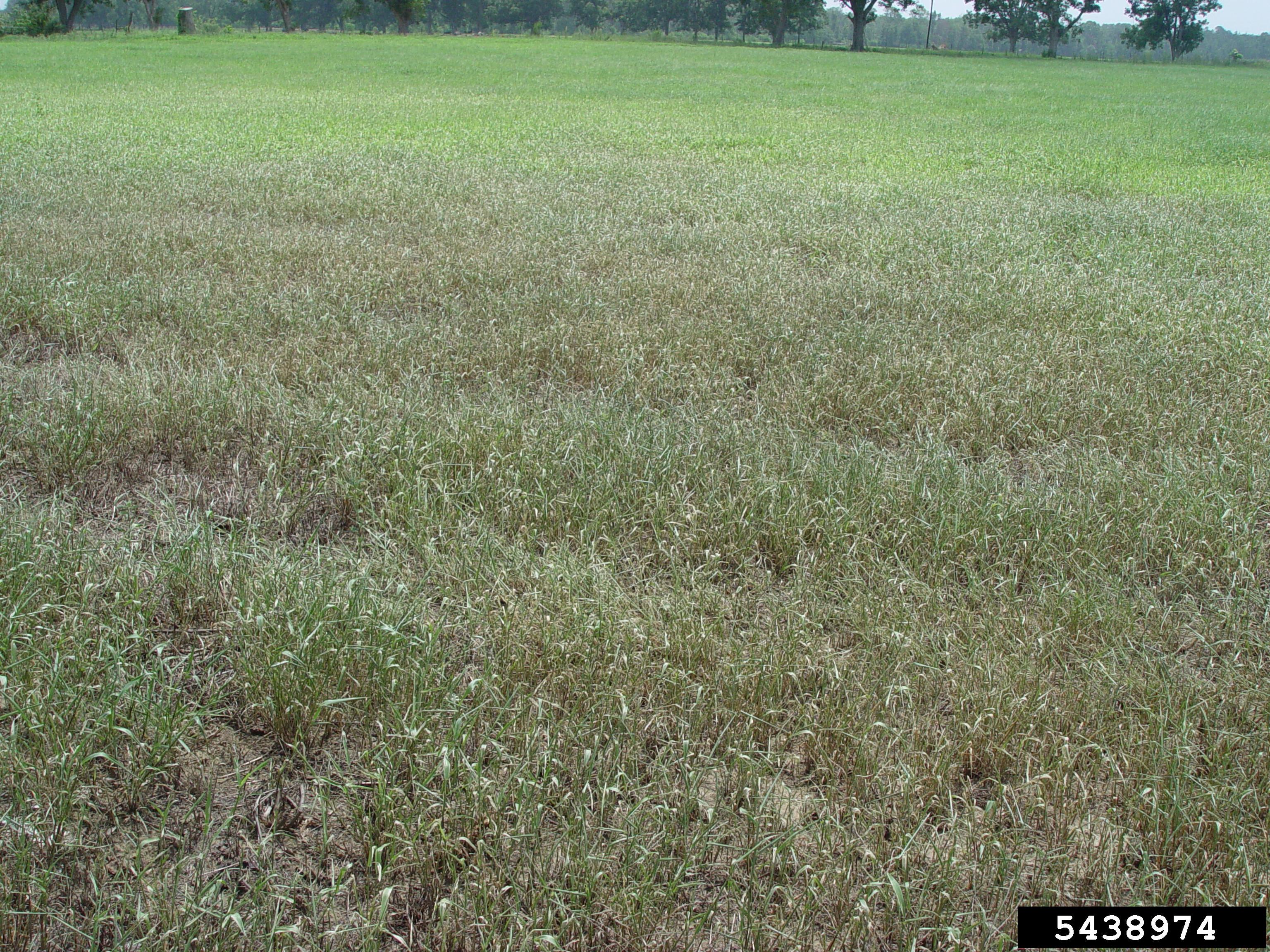 Fall armyworm is causing damage to lawns, golf courses and turfgrass ...