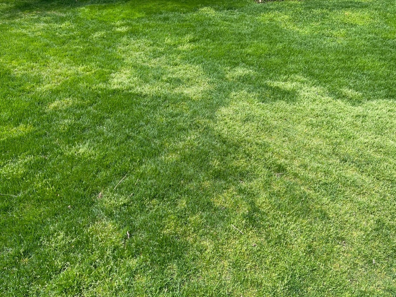 Lawn turf update – May 11, 2022 - Turf