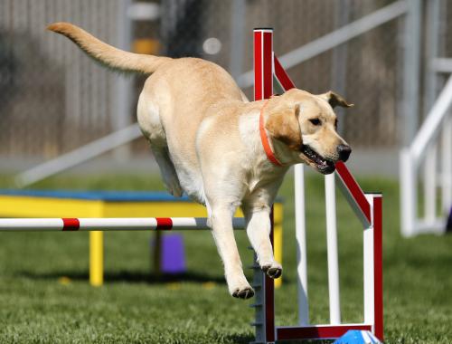 how is dog agility scored