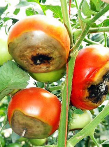 Blossom-end rot of tomato tip sheet - MSU Extension