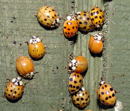 Why are there lady bugs on my windowsill? - MSU Extension