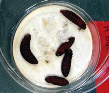 Rearing nematodes: Do-it-yourself guide - MSU Extension
