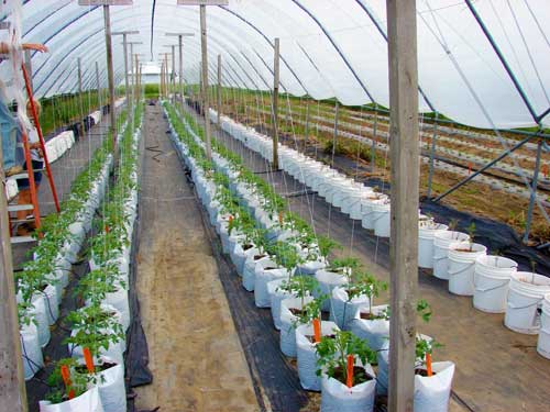 Experience With Growing Tomatoes In High Tunnels What About Crop