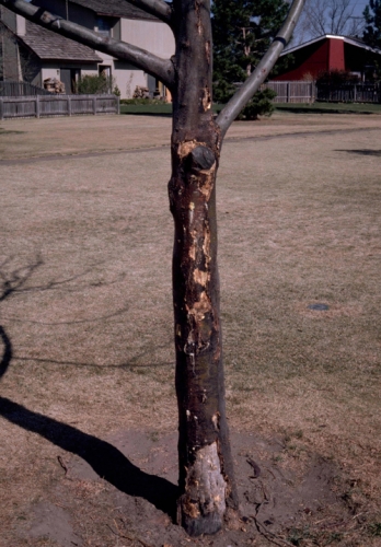 Frost Cracks And Winter Damage To Trees Msu Extension