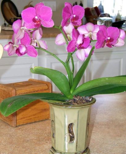 MSU Orchid Plant, MSU Faux Orchid Plant, MSU Gifts for Men, MSU