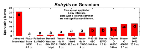 geranium botrytis blight
