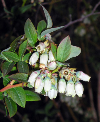 Blueberry Twilight Meetings start next week in Van Buren County - MSU ...